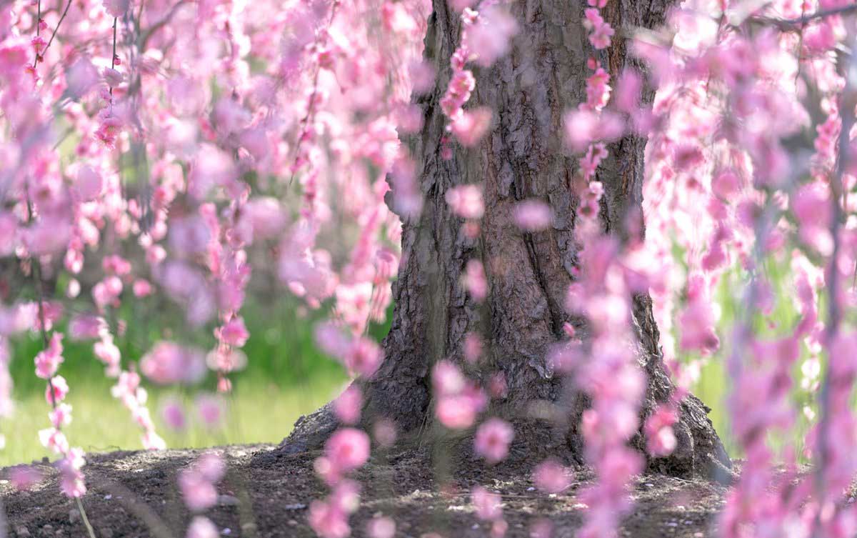 Cherry blossoms Suzuka